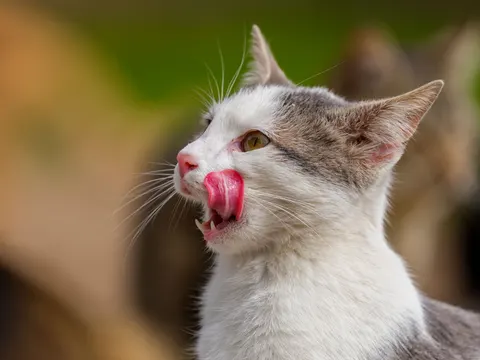 Cat 4K Wallpaper · animals · 3840×2880