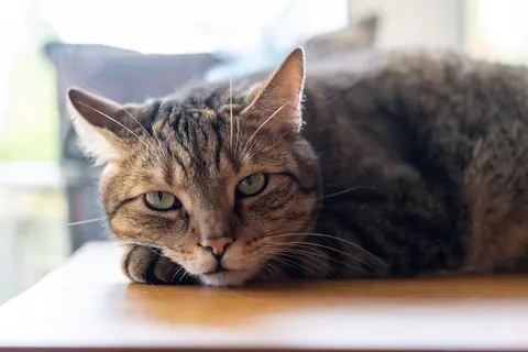 Papel de parede Gato 4K · animals · 3840×2560