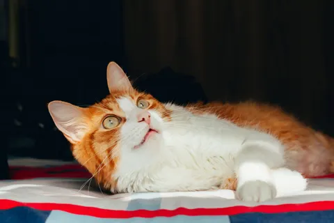 Cat 4K Wallpaper · animals · 3840×2560