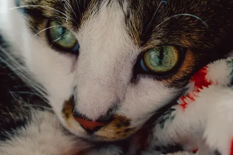Katze 4K Hintergrundbild · animals · 3840×2560