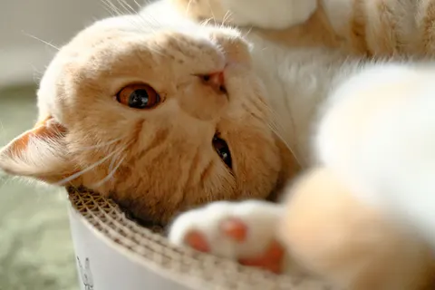 Cat 4K Wallpaper · animals · 3840×2560