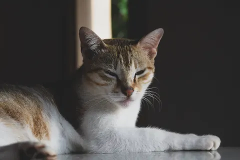Fondo de pantalla Gato 4K · animals · 3840×2560