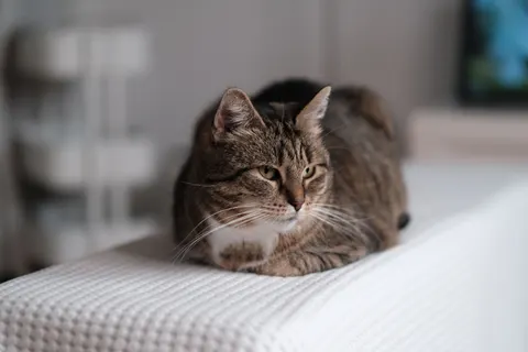Katze 4K Hintergrundbild · animals · 3840×2560