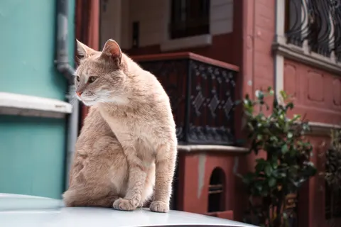 Katze 4K Hintergrundbild · animals · 3840×2560