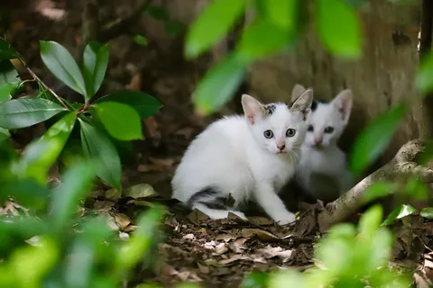 خلفية قطة بدقة 4K · animals · 3840×2560