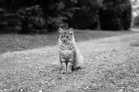 猫咪 4K壁纸 · animals · 3840×2560