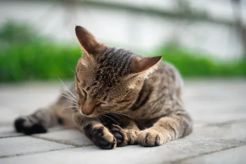 Katze 4K Hintergrundbild · animals · 3840×2560