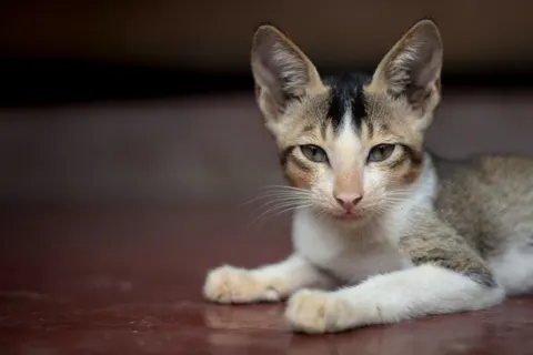 Fondo de pantalla Gato 4K · animals · 3840×2560
