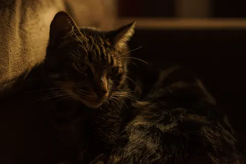 Fond d'écran Chat 4K · animals · 3840×2560
