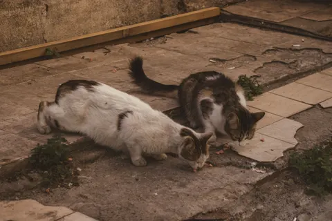 Cat 4K Wallpaper · animals · 3840×2560