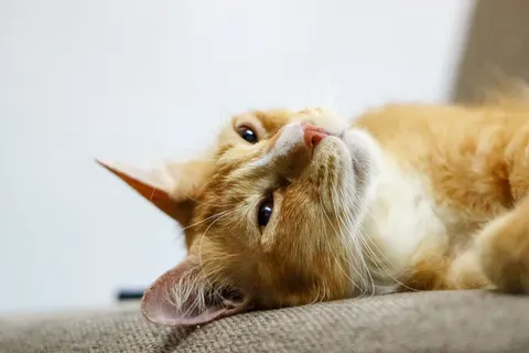 猫咪 4K壁纸 · animals · 3840×2560