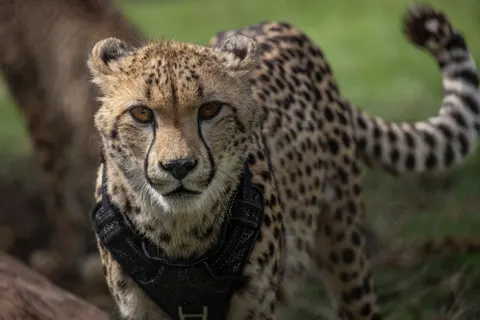 خلفية قطة بدقة 4K · animals · 3840×2561