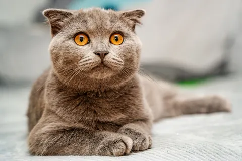 Fond d'écran Chat 4K · animals · 3840×2560