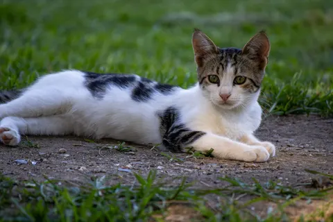 Cat 4K Wallpaper · animals · 3840×2560