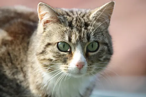 Cat 4K Wallpaper · animals · 3840×2560