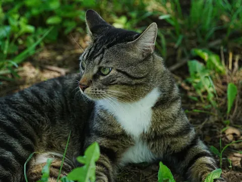 Cat 4K Wallpaper · animals · 3840×2882