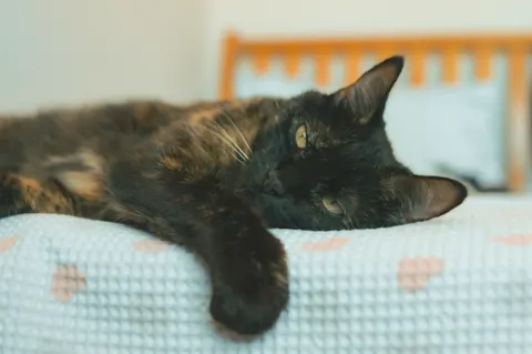 Cat 4K Wallpaper · animals · 3840×2553