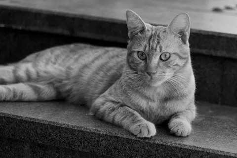 Papel de parede Gato 4K · animals · 3840×2560
