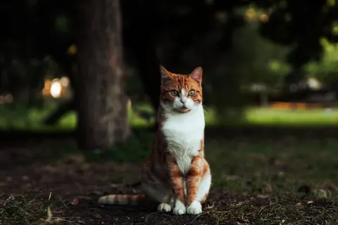 Cat 4K Wallpaper · animals · 3840×2560