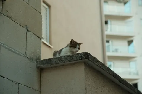 Cat 4K Wallpaper · animals · 3840×2560
