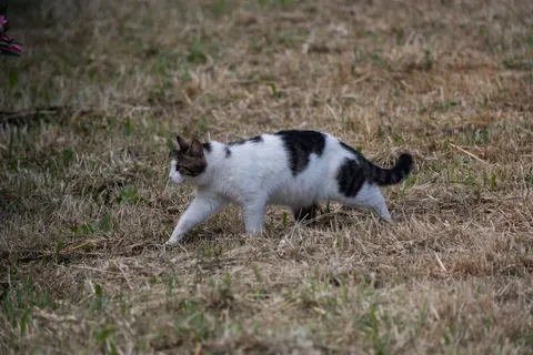 Cat 4K Wallpaper · animals · 3840×2560