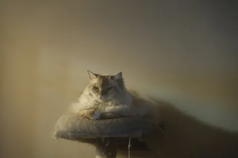Cat 4K Wallpaper · animals · 3840×2560