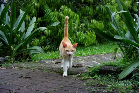 Cat 4K Wallpaper · animals · 3840×2560
