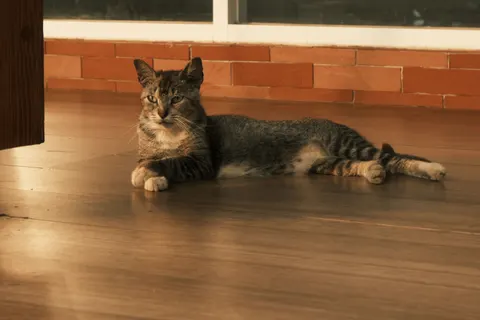 Cat 4K Wallpaper · animals · 3840×2560