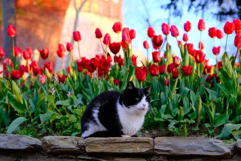 Cat 4K Wallpaper · animals · 3840×2560