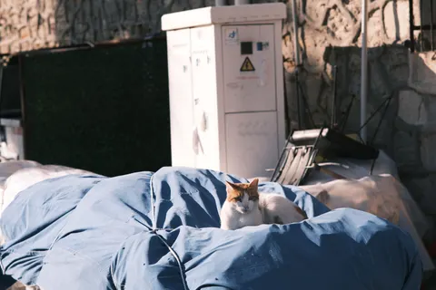 고양이 4K 배경화면 · animals · 3840×2560