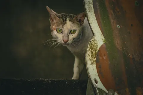 Fondo de pantalla Gato 4K · animals · 3840×2560