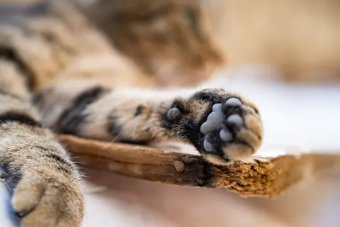 猫咪 4K壁纸 · animals · 3840×2560