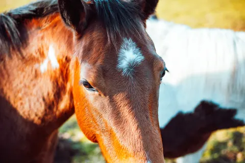 Horse 4K Wallpaper · animals · 3840×2563