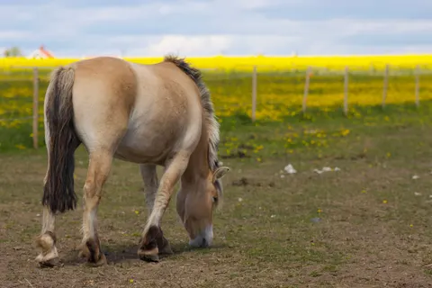 Обои Лошадь 4K · animals · 3840×2560
