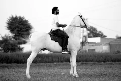 Horse 4K Wallpaper · animals · 3840×2564