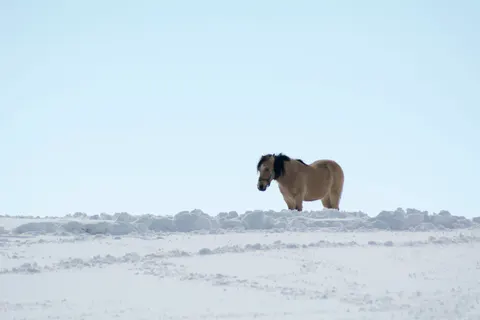 Horse 4K Wallpaper · animals · 3840×2560