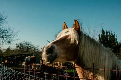 Horse 4K Wallpaper · animals · 3840×2560