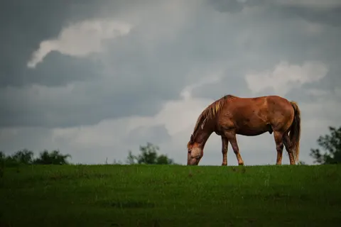Horse 4K Wallpaper · animals · 3840×2560