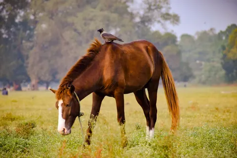 Pferd 4K Hintergrundbild · animals · 3840×2560