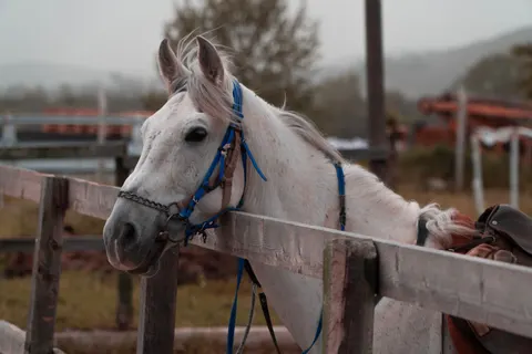 Fondo de pantalla Caballo 4K · animals · 3840×2560