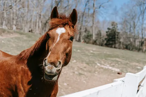 Horse 4K Wallpaper · animals · 3840×2560