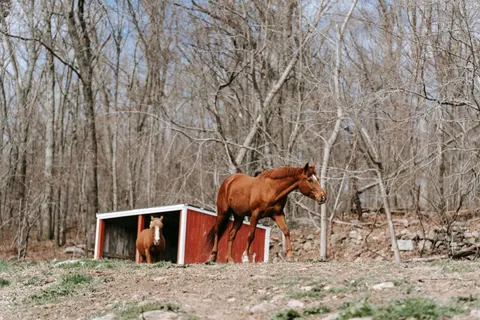 Horse 4K Wallpaper · animals · 3840×2560
