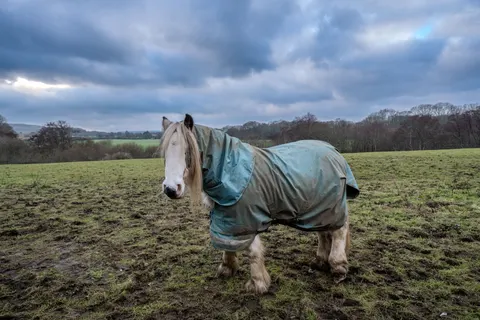 Horse 4K Wallpaper · animals · 3840×2560