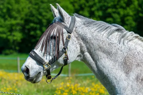 Pferd 4K Hintergrundbild · animals · 3840×2561