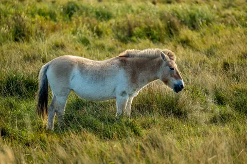 Обои Лошадь 4K · animals · 3840×2560