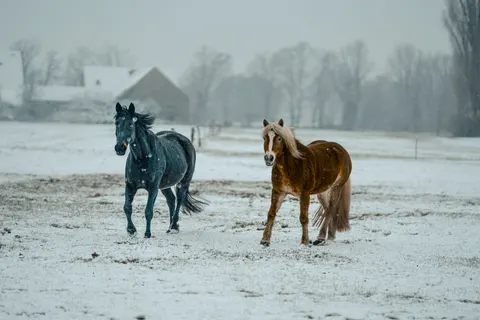 Обои Лошадь 4K · animals · 3840×2560