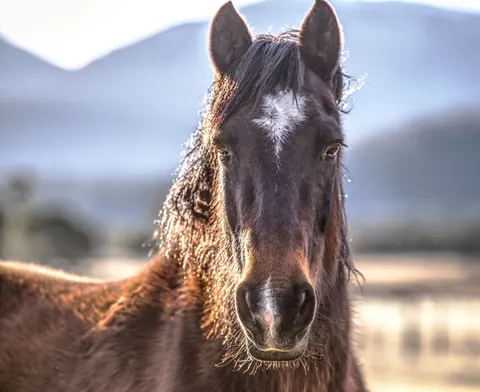 Horse 4K Wallpaper · animals · 3840×3141