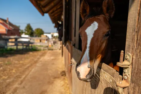 Pferd 4K Hintergrundbild · animals · 3840×2562