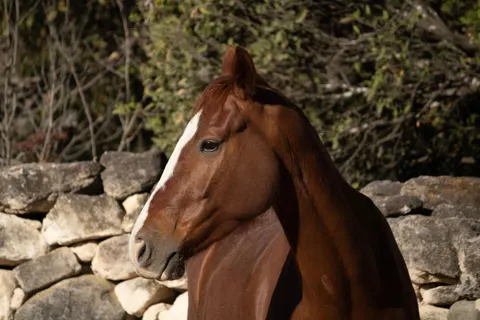 Horse 4K Wallpaper · animals · 3840×2560