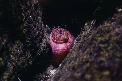 Обои Коралловый риф 4K · ocean · 3840×2560